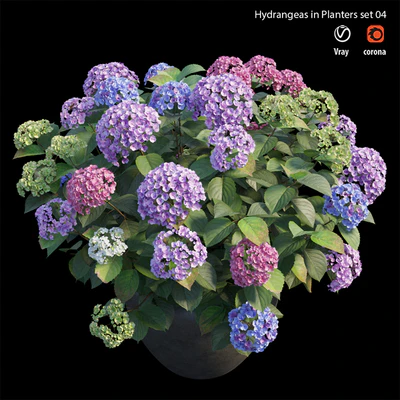 Hydrangea in planters set 04 — Ver 5