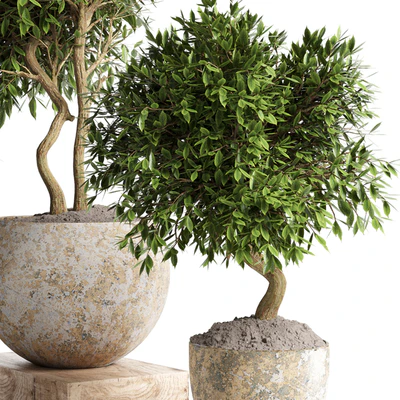 Outdoor plant in concrete pot 12 — Вид 5