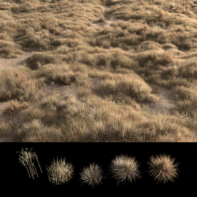 Dried grass — Вид 4