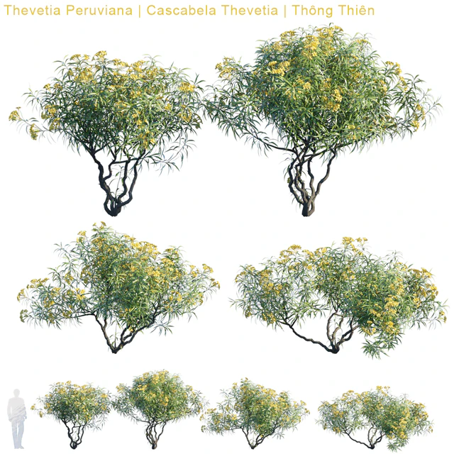 Thevetia Peruviana | Cascabela Thevetia — Скачать