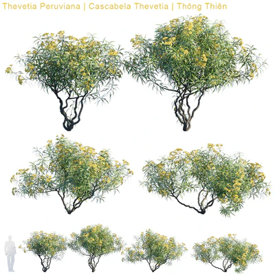 Thevetia Peruviana | Cascabela Thevetia — Вид 1