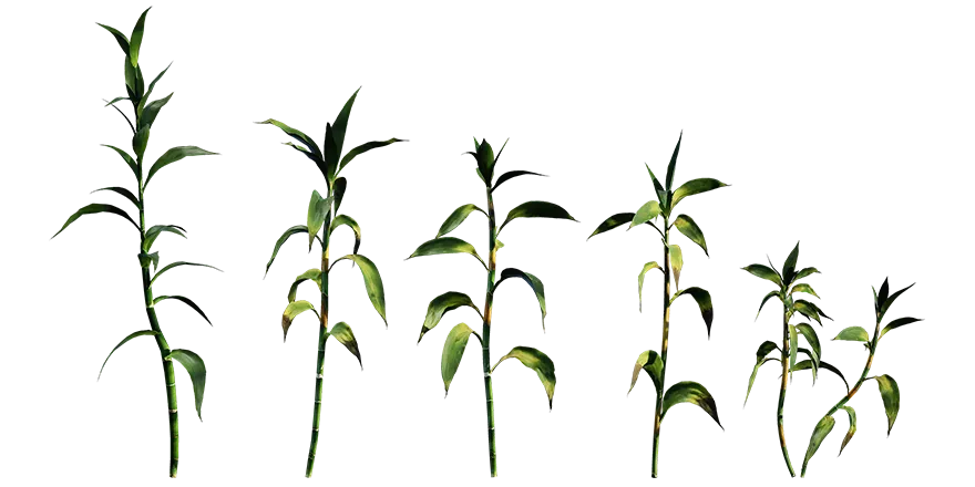 lucky bamboo 001 — Скачать