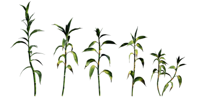lucky bamboo 001 — Скачать