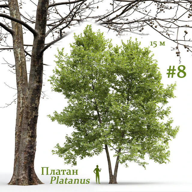Платан / Sycamore / Platanus #8 — Скачать