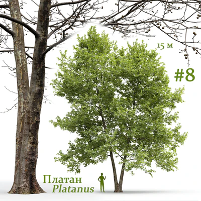Платан / Sycamore / Platanus #8 — Вид 1