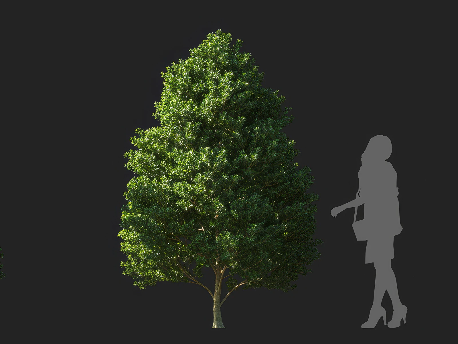 ilex maximowicziana 003 — Скачать