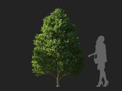 ilex maximowicziana 003 — Скачать