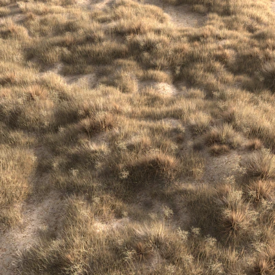 Dried grass — Вид 5