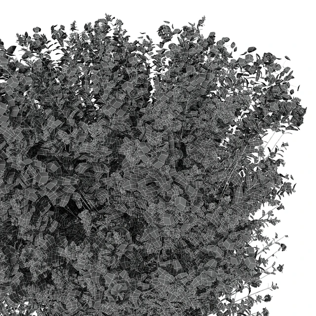 New Plant Ceratostigma Plumbaginoides Bleiwurz Box — Descargar