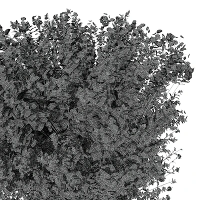 New Plant Ceratostigma Plumbaginoides Bleiwurz Box — Ver 4