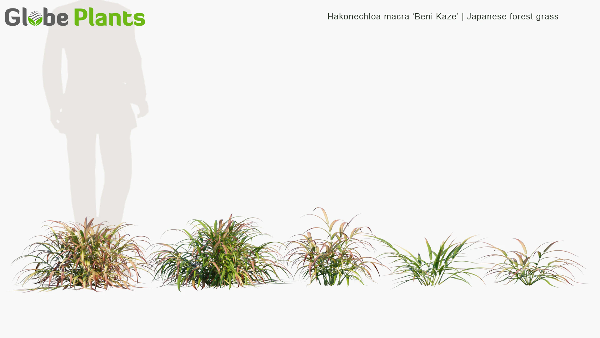 hakonechloa macra beni kaze — Скачать