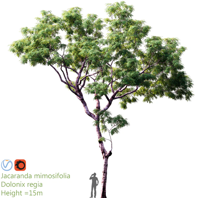 Jacaranda mimosifolia | Dolonix regia | Height = 15m — Descargar