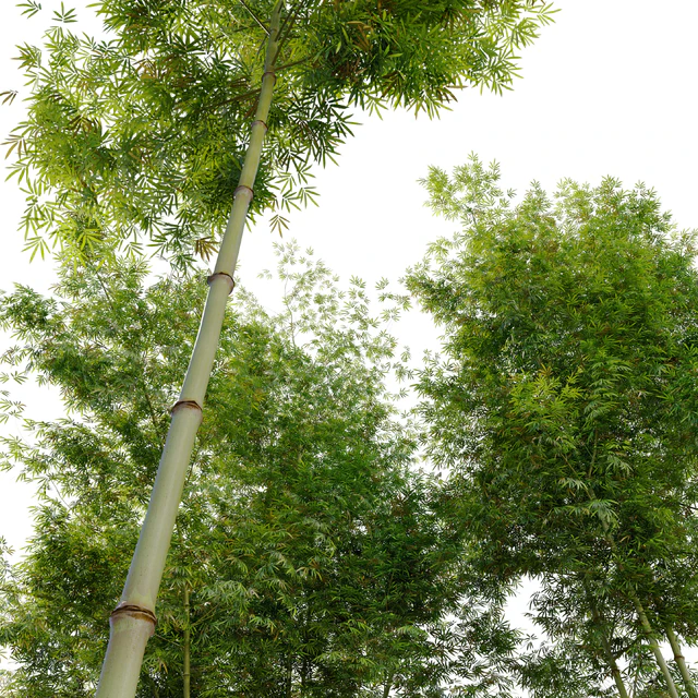 Four bamboo tree — Скачать