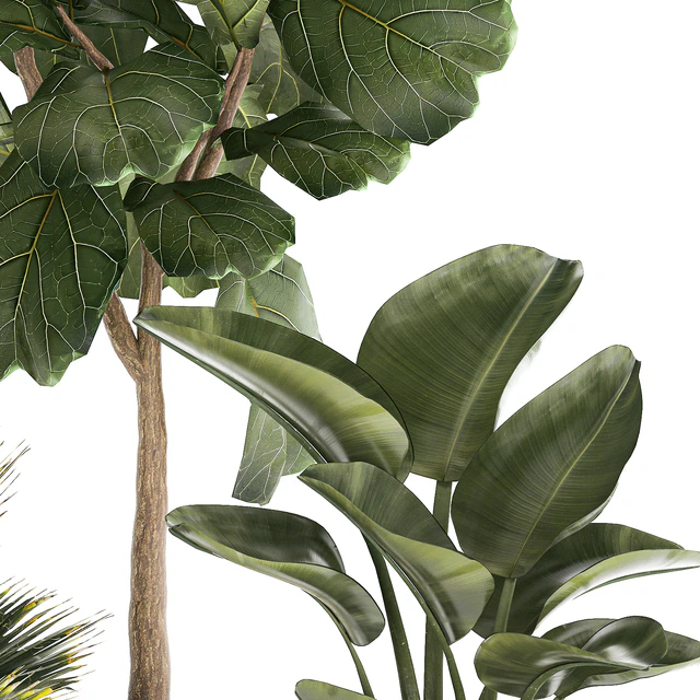 Banana palm and Ficus lyrata in a pot with bamboo bush. Plant collection 1299 — Descargar