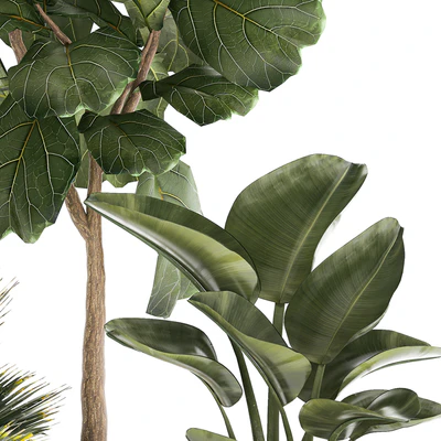 Banana palm and Ficus lyrata in a pot with bamboo bush. Plant collection 1299 — Ver 7