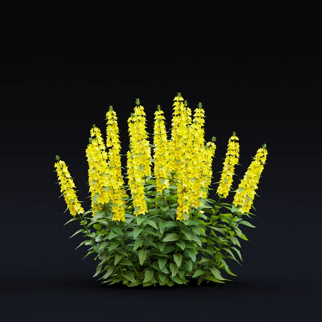 loosestrife dotted flowers | Lysimachia punctata — Descargar