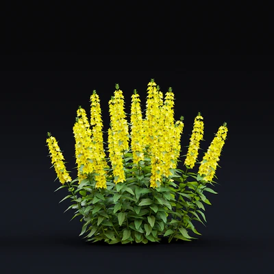loosestrife dotted flowers | Lysimachia punctata — Ver 4