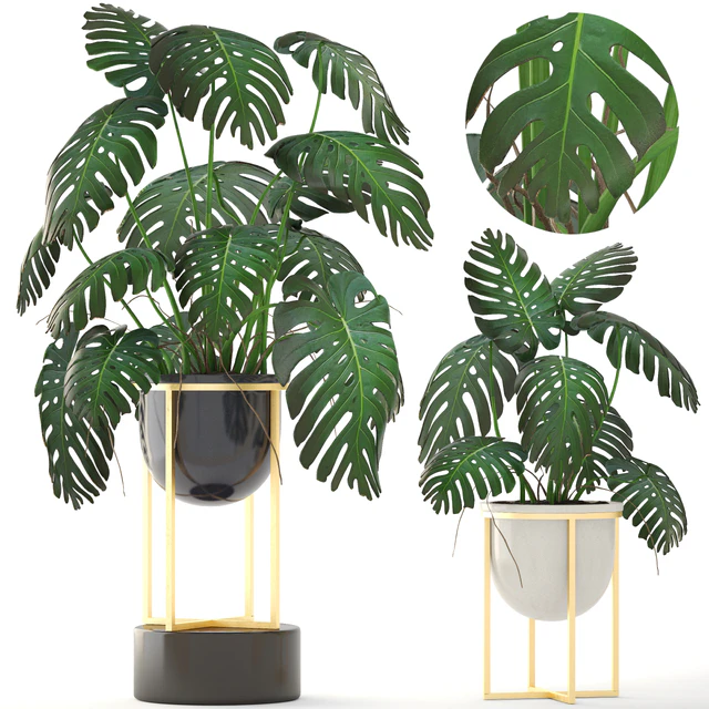 Monstera 8. Monstera, pot, flowerpot luxury, gold, bush, interior, decorative — Descargar