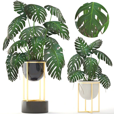 Monstera 8. Monstera, pot, flowerpot luxury, gold, bush, interior, decorative — Ver 1