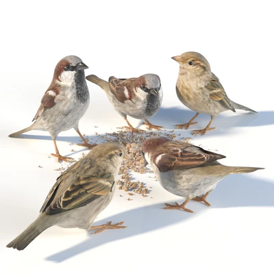 House Sparrow / 1 — Ver 1