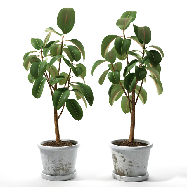 Set of plants 05 — Descargar