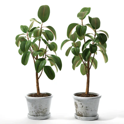 Set of plants 05 — Ver 1