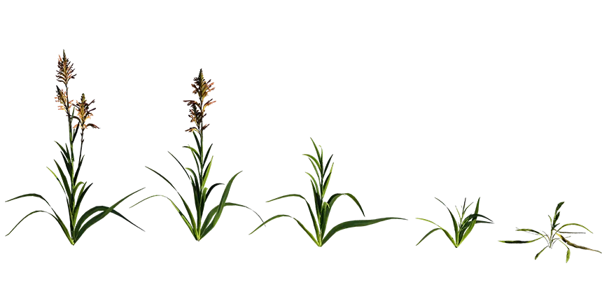 african cornflag 001 — Descargar