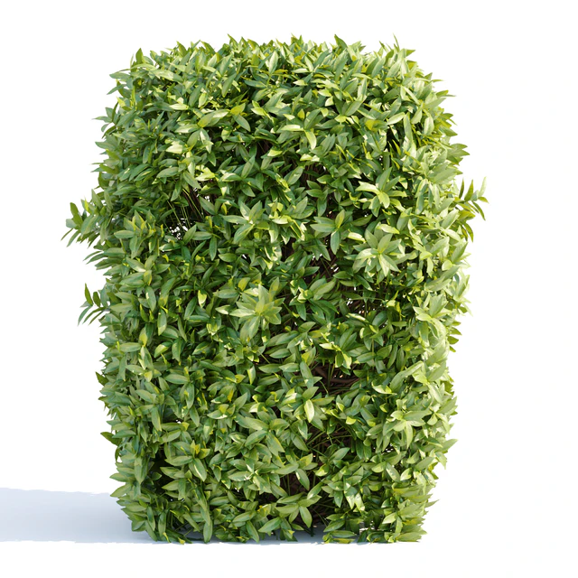 Laurel Hedging Bushes vol 111 — Descargar