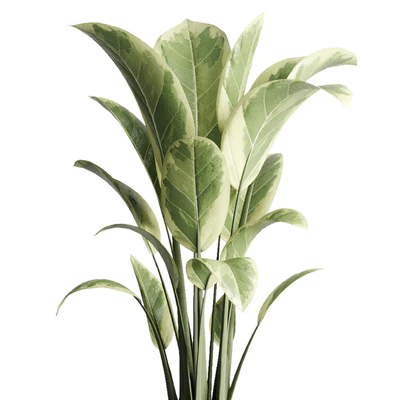 ficus elastica pot Indoor outdoor plant 229 concrete — Ver 3