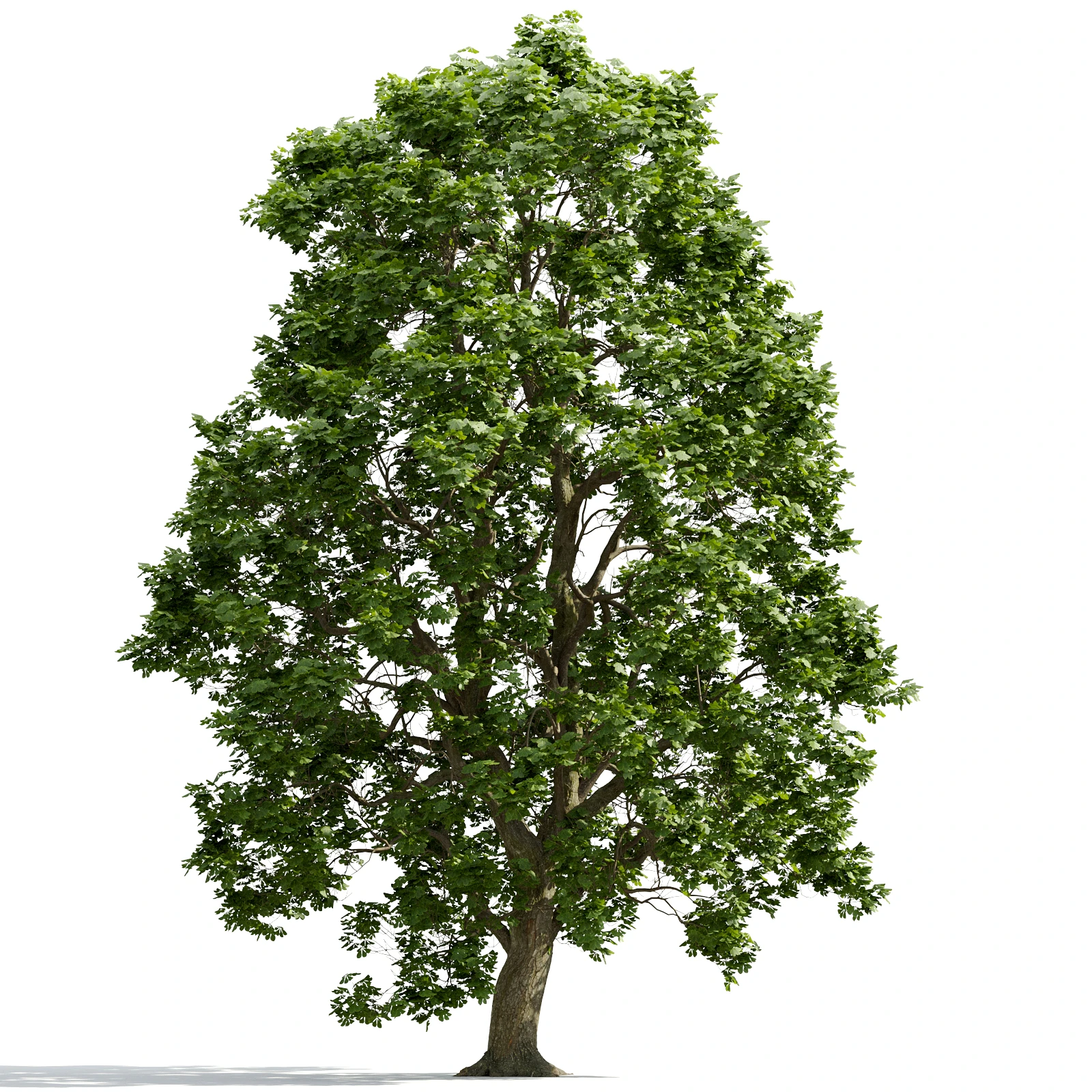 trees and barks 007 — Descargar