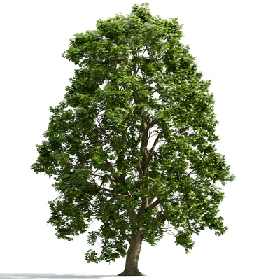 trees and barks 007 — Descargar