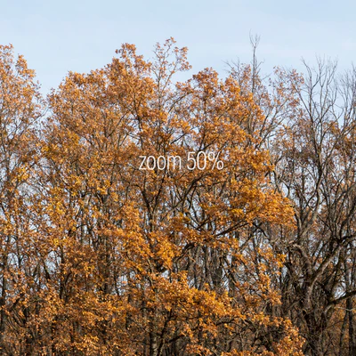 Oak Grove. 2 panoramas — Ver 3