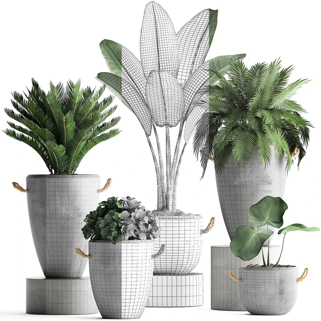 Plant Collection 381. Banana palm, Cycas, palm tree, exotic plant, outdoor, concrete flowerpot, strelitzia, bushes — Descargar