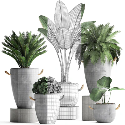 Plant Collection 381. Banana palm, Cycas, palm tree, exotic plant, outdoor, concrete flowerpot, strelitzia, bushes — Ver 3