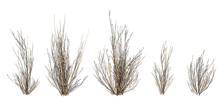 dead broom bush 001 — Descargar