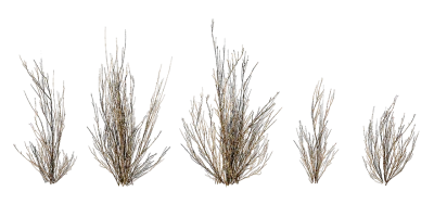 dead broom bush 001 — Descargar