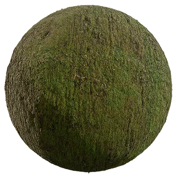 nordic forest detail moss rough 001 — Descargar