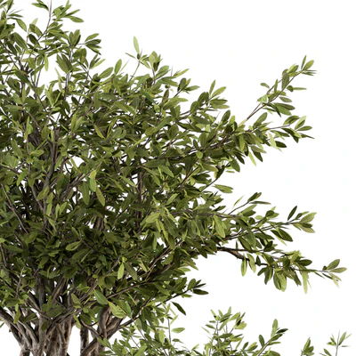 Outdoor Plants tree in Concrete Pot - Set 141 — Ver 4