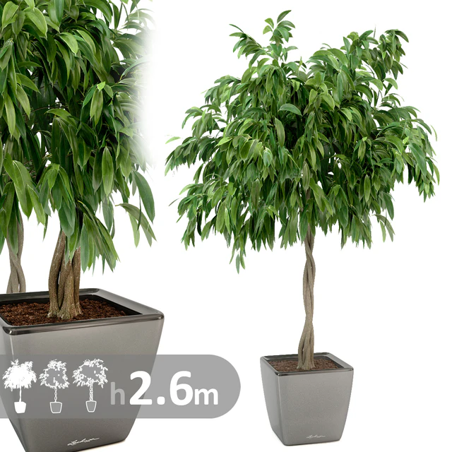Ficus Ali / Ficus binnendijkii — Descargar