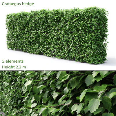 Crataegus hedge (2.2m) — Ver 1