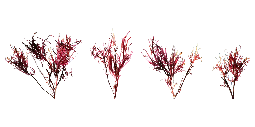 ocean seaweed 003 — Descargar