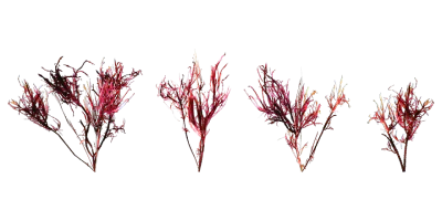ocean seaweed 003 — Descargar