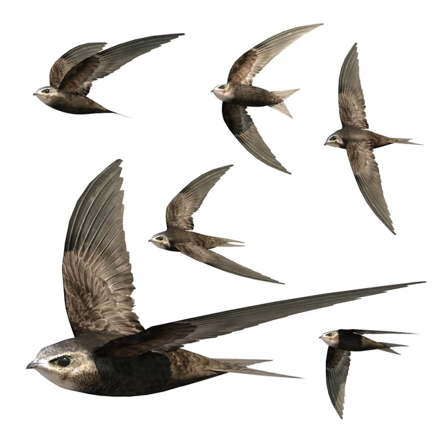 Common swift — Descargar