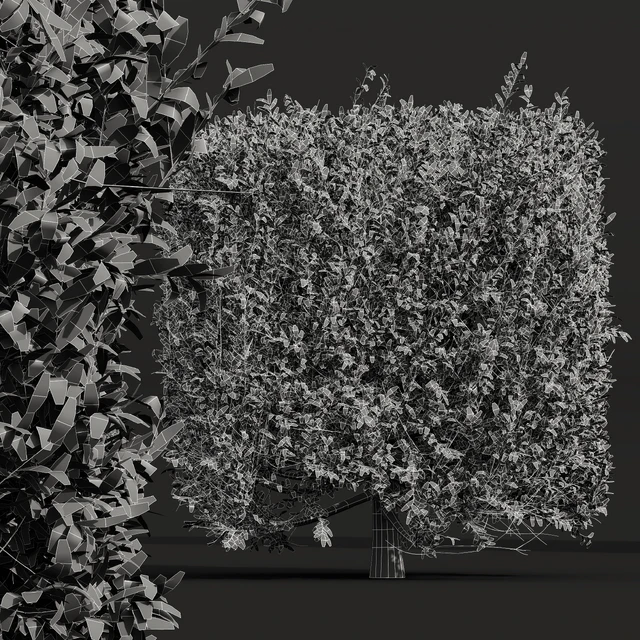 New Plant Ligustrum Quihoui Privet Pruned Box — Descargar