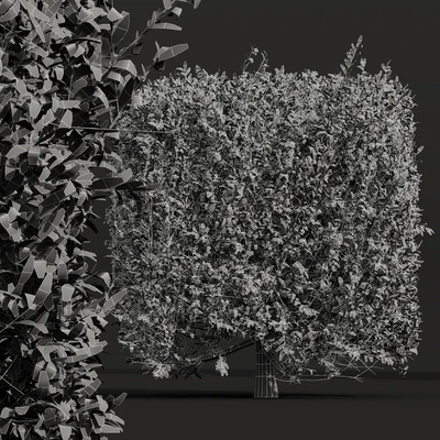 New Plant Ligustrum Quihoui Privet Pruned Box — Ver 4