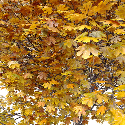 Acer macrophyllum (autumn) — Ver 5