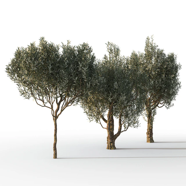 Оливковые деревья 3 (Olive Trees 3) — Скачать