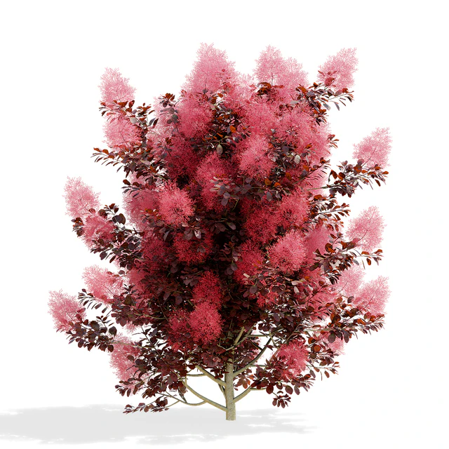 Cotinus coggygria 3 bushes — Descargar