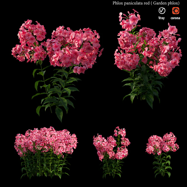 Phlox paniculata red — Descargar
