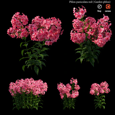 Phlox paniculata red — Ver 5